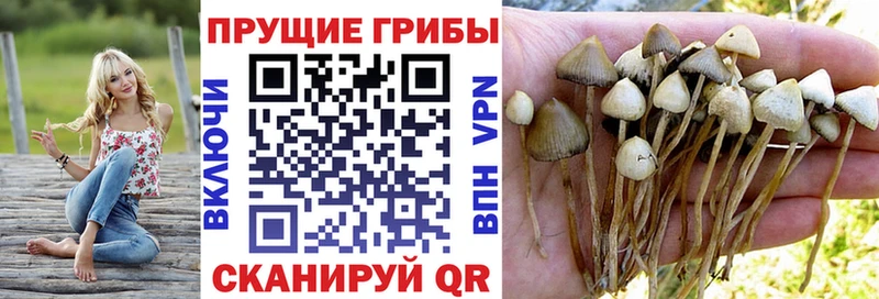 Галлюциногенные грибы прущие грибы Новоржев